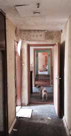 Foto von einem Hund in einem Flur in einem Plattenbau aus DDR-Zeiten Foto von einem Flur mit Hund in einem Plattenbau ist zu sehen