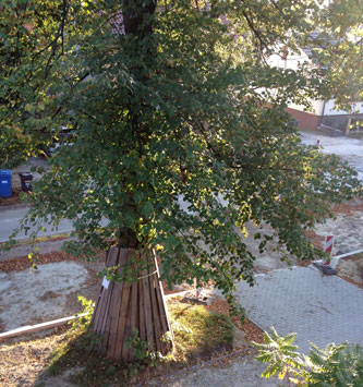 heute Blick auf Straße mit Baum 107 Foto von einem Blick aus dem Fenster auf die Eisenbahnstraße mit der Linde 107 ist zu sehen.