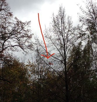 Hubschrauber zwischen den Bäumen ist zu sehen - heute.