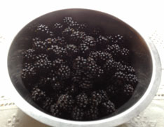 Brombeeren heute Foto von einer Schüssel mit Brombeeren ist zu sehen.