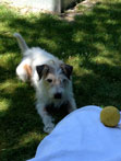 Foto von Hund und Ball - heute Abend.