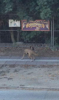 Foto von einem Boxer auf der Straße heute.