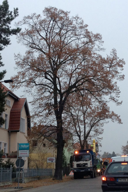 Der Baum vor Herrn J. früherem Wohnhaus Foto von den zwei letzten großen Linden auf dieser Seite.