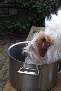Hund trinkt aus einem Topf Foto von einem Hund, der aus einem Topf trinkt.