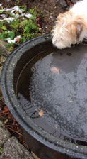 Foto von Hund im Garten heute Foto von Hund im Garten ist zu sehen - von heute.