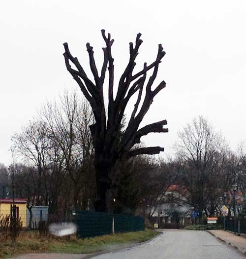 Foto von der alten Eiche in Ferch am Sportplatz Foto von einer extrem zurückgeschnittenen alten Eiche