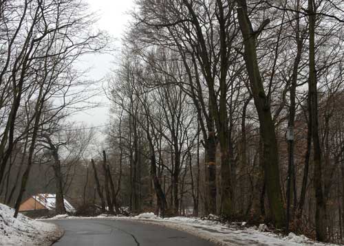 Foto von der Straße mit großen Bäumen in Ferch Foto von der Straße unterhalb der Kirche in Ferch
