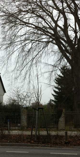 Foto von Junglinde und altem Baum Foto von einem jungen Baum links