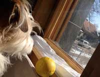 Blick auf die Eisenbahnstraße! Foto von einem kleinen Hund, der am Fenster schaut