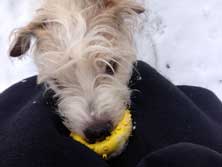 Hund mit gelbem Ball im Schnee ist abgebildet
