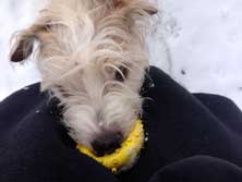 Hund mit Ball im Schnee Hund mit gelbem Ball im Schnee ist abgebildet