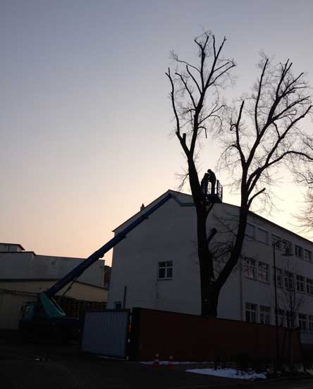 Foto von der Fällung eines großen Baumes