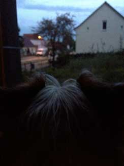 Foto von einem Hund von hinten, der auf die dunkle Straße schaut. title=