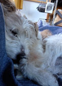 Hund auf der Couch heute Foto vom Hundauf der Couch - Eisenbahnstraße ist zu sehen - heute.