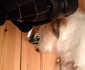 Blick auf Hund am Bürostuhl, heute Foto von HUnd, der direkt am Bürostuhl liegt, heute.