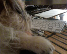 Foto von einem Hund vor der Mac-tastatur ist zu sehen.