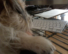 Foto von Hund vor Mac-tastatur Foto von einem Hund vor der Mac-tastatur ist zu sehen.