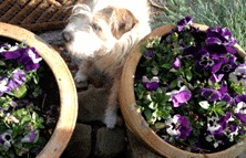 Blumen und Hund Foto von Hund und Blumentöpfen - heute.