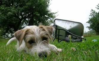 Foto von Hund auf Wiese.