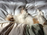 Blick auf Hund im Bett heute Foto von Hund auf einem Bett liegend ist zu sehen.