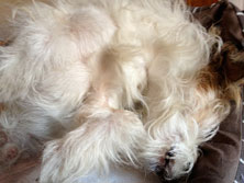 Hund entspannt Hund entspannt