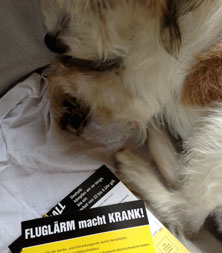 Hund und Fluglärmprospekt Hund liegt bei Prospekten gegen Fluglärm