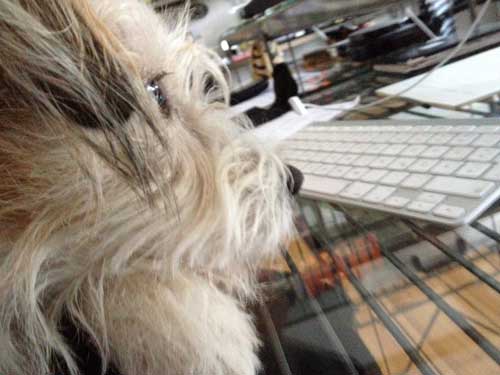 Foto vomHund am PC