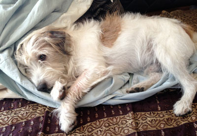 Hund lümmelt auf dem Bett Hund auf Kissen