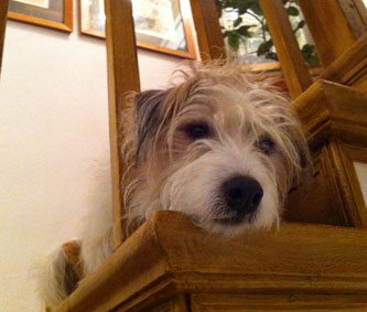 Foto von Hund auf Treppenstufe.