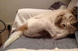 Hund macht sich ganz klein auf Hund auf Couch