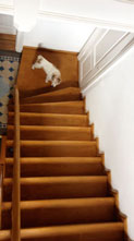 Hund an der Treppe im Haus Foto von der Treppe im Haus mit Hund - heute.
