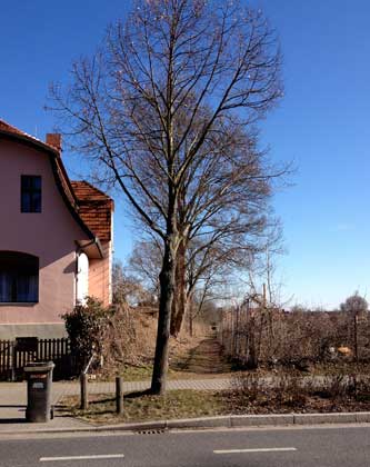 Gasse mit großen Bäumen Foto von der Eisenbahnstraße aus in die Gasse Richtung Havel gesehen mit großen Bäumen