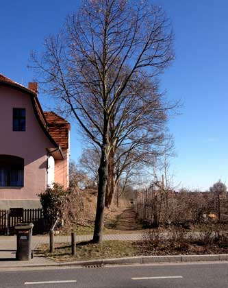 Foto von der Eisenbahnstraße aus in die Gasse Richtung Havel gesehen mit großen Bäumen 