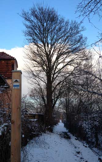 Foto von einem Weg mir großem Baum an der linken Seite