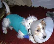 Foto von kleinem Hund mit Verbandanzug ist zu sehen