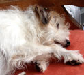 Foto von einem Hund auf rotem Kissen - Foto.