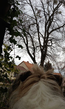 Hund schaut auf die Linden - heute Hund schaut auf Bäume