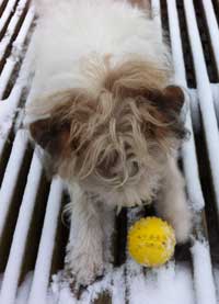 Foto von einem kleinen Hund im Schnee heute