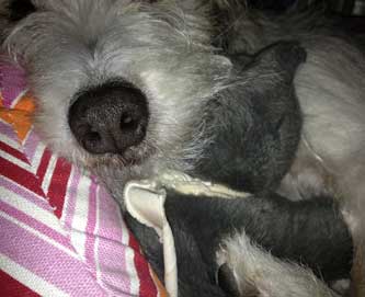 Hund und Katze Foto von einem Hund mit Stoffkatze