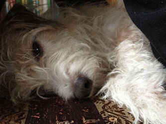 Hund auf der Couch Hund schlummert