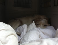 Foto von einem Hund, der in einer Hütte mit Kissen liegt.