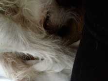 Foto von einem HUnd, der seine Augen zuhält Foto von einem Hund, der mit der Pfote seine Augen zuhält.