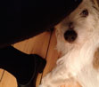 Foto mit Hund und Bürostuhl heute Foto mit Hund am Bürostuhl ist zu sehen - heute.
