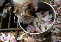 Foto von einem Hund aus einemTopf trinkend und überall Magnolienblätter. title=