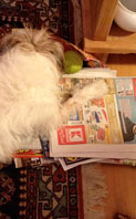 Foto vom Hund heute Foto von Hund auf Papier ist zu sehen - heute.