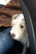 im Auto Foto von einem HUnd im Auto ist zu sehen.