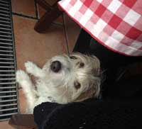 Foto von einem Hund, der im Restaurant unter dem Tisch liegt