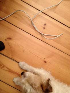 Foto von einem Hund und einem Kabel auf einem Holzfußboden