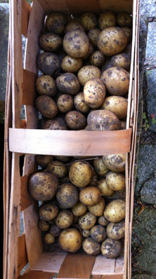 Foto von einem Korb mit Kartoffeln ist zu sehen.