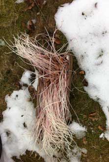 Kartoffeln aktuelles Foto von Kartoffeln, dei stark keimten